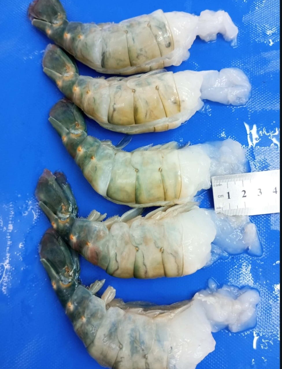 Freshwater HLSO